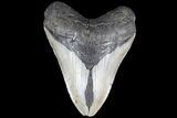 Bargain, Megalodon Tooth - North Carolina #83986-1